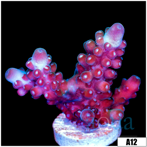 Rose Thorn Acropora