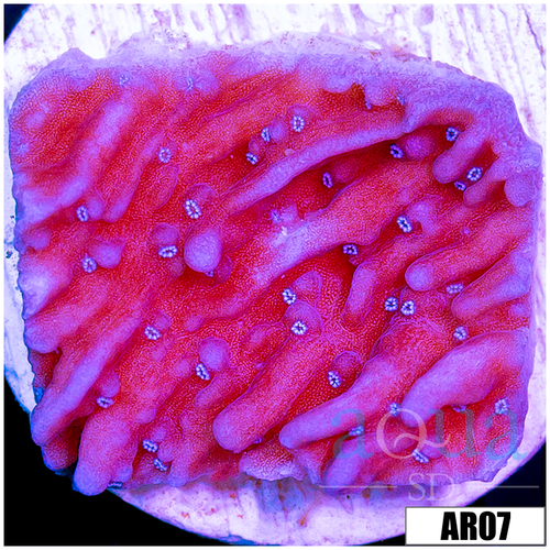 Purple Haze Montipora