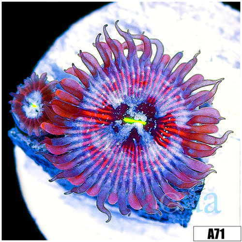 White Zombie Zoanthids