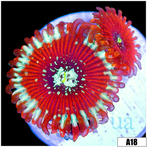 ASD Magician Zoanthids
