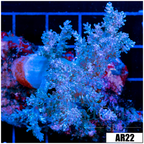 Nephthea Tree Coral