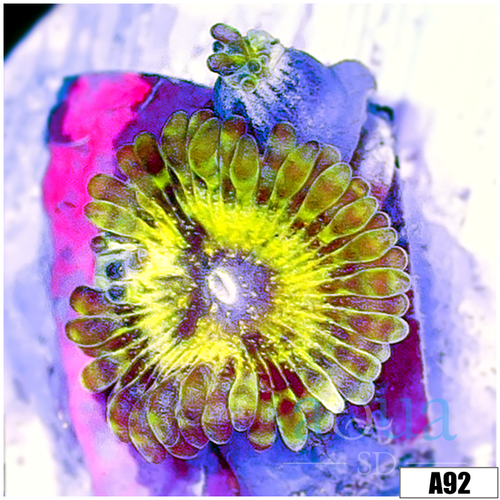 Chiquita Zoanthids