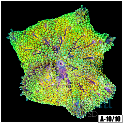 Maxi Mini Carpet Anemone