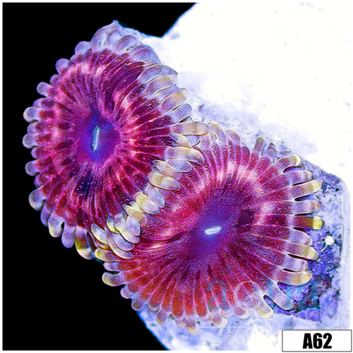 Darkside Chiquita Zoa