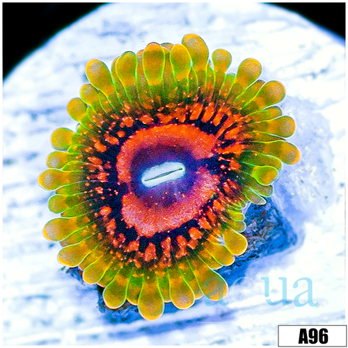 Grand Master Krak Zoas