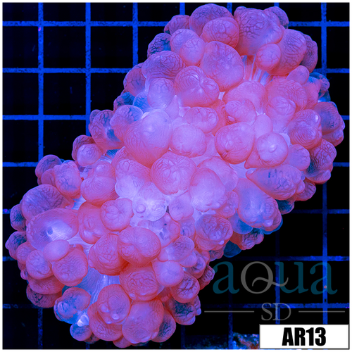 Purple Bubble Coral