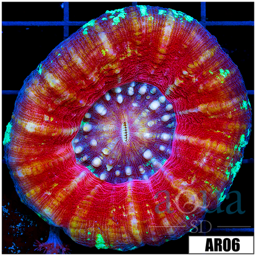 ASD Peppermint Scoly