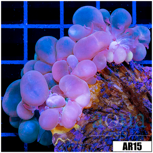 Purple Bubble Coral