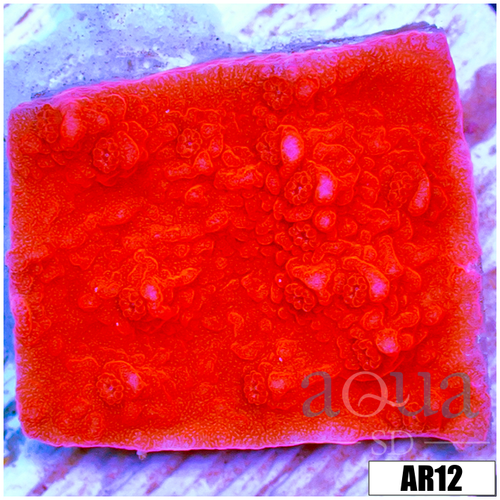 Red Monti Cap