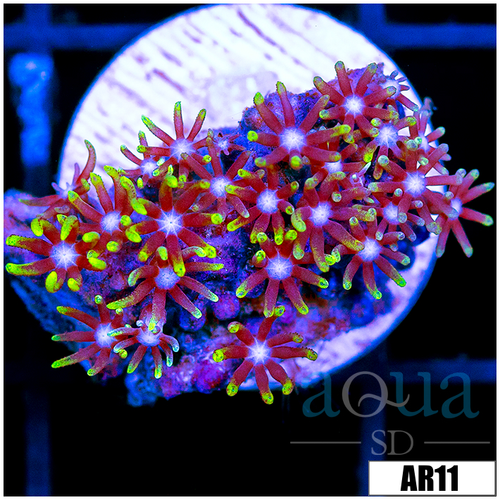 GSP Frag