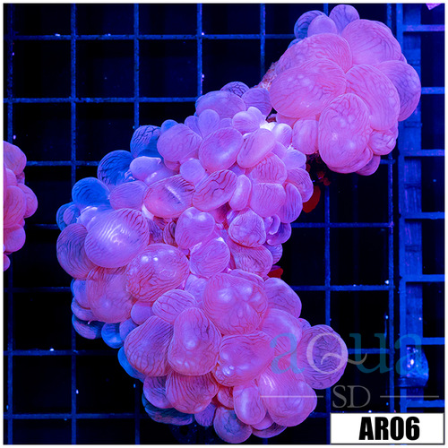 Purple Bubble Coral