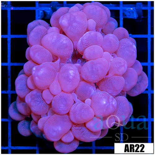 Purple Bubble Coral