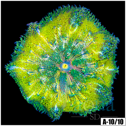 Yellow Maxi Mini Carpet Anemone
