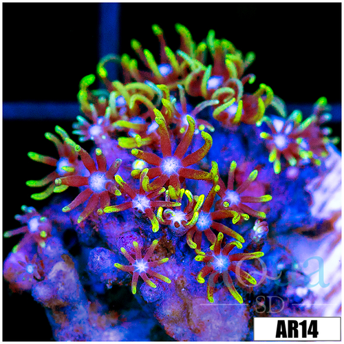 GSP Frag