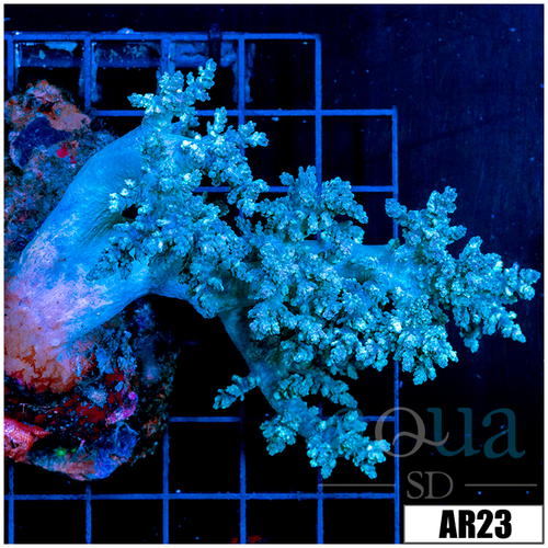 Nephthea Tree Coral