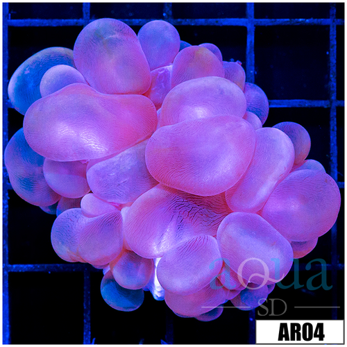 Purple Bubble Coral