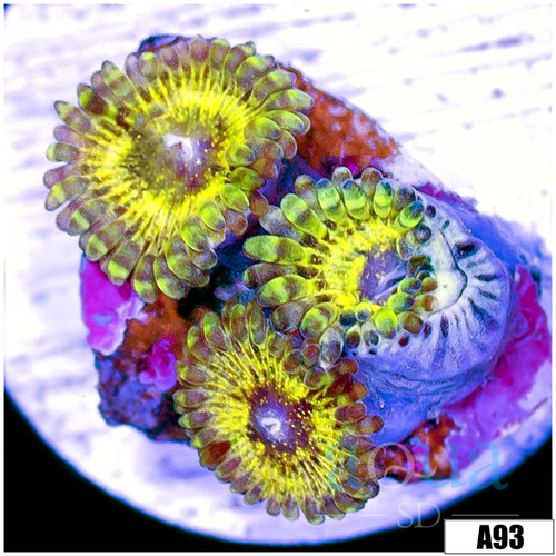 Chiquita Zoanthids