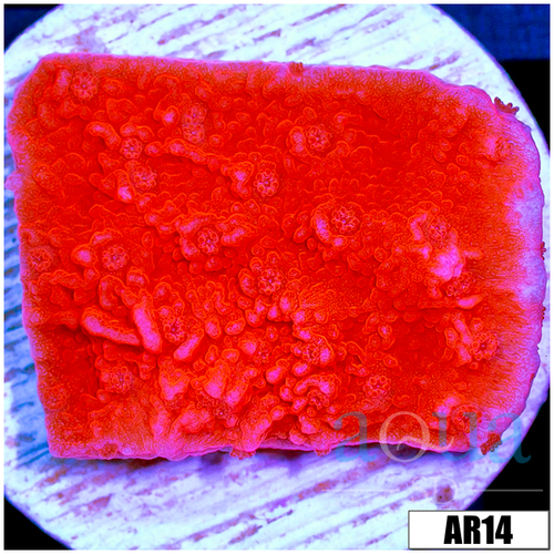 Red Monti Cap