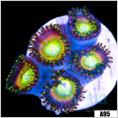 ASD Sweet Tooth Zoas