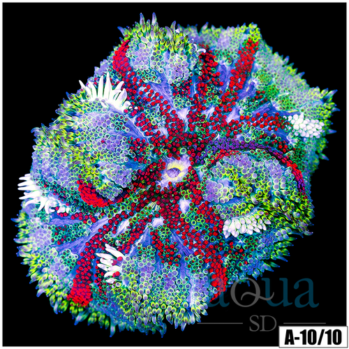 Red Maxi Mini Carpet Anemone