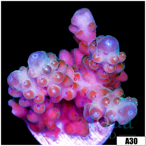 Cherry Blush Acropora
