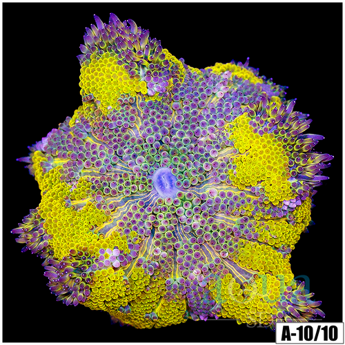 Yellow Maxi Mini Carpet Anemone