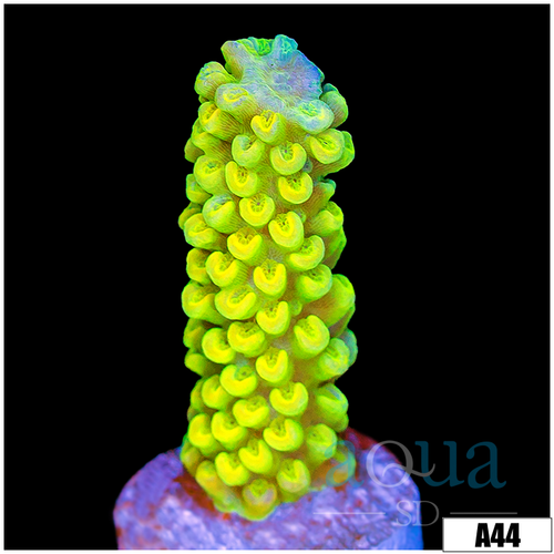 ASD Green Slimer Acropora