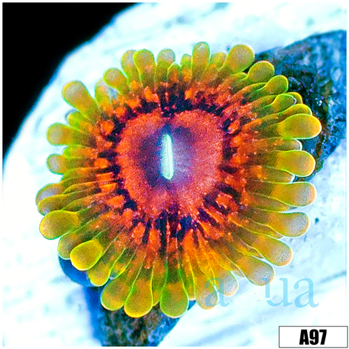 Grand Master Krak Zoas