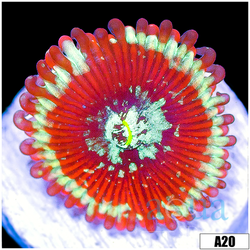 ASD Magician Zoanthids