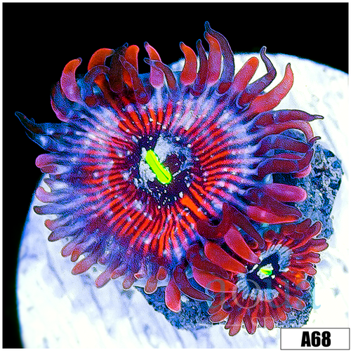 White Zombie Zoanthids