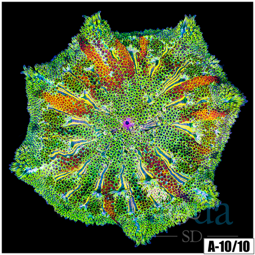 Orange Ring Maxi Mini Carpet Anemone