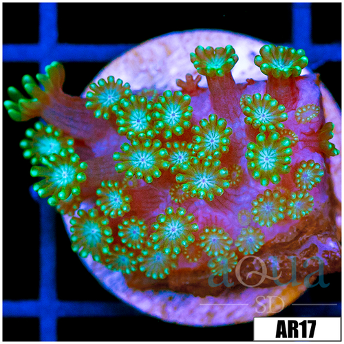 Neon Iced Binding Alveopora
