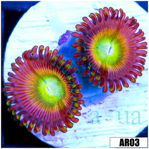 Candy Apple Zoas
