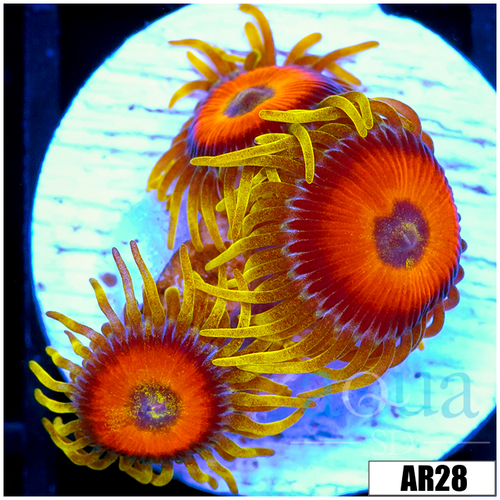 Super Saiyan Zoas