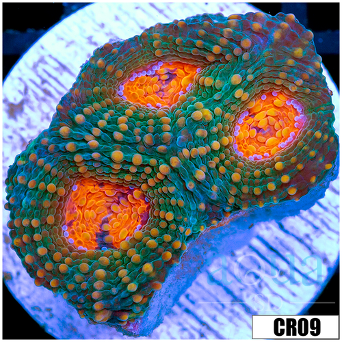 Pumpkin Eye Acan Echinata