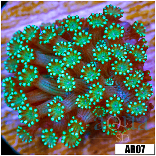 Neon Iced Binding Alveopora