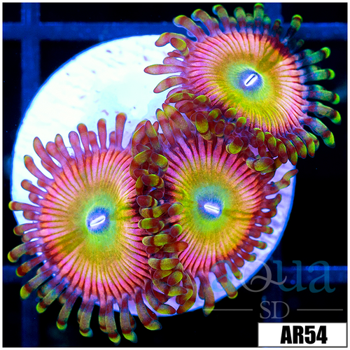 Candy Apple Zoas