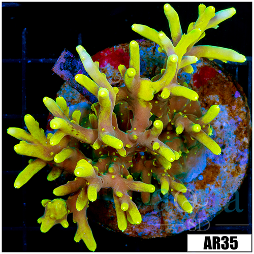 Lemon Tort Colony