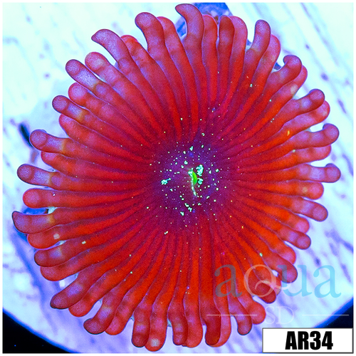 Magician Zoas