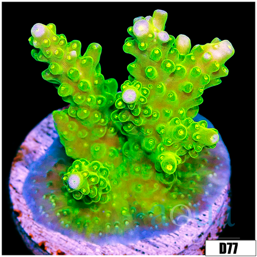 Cultured Slime Acropora