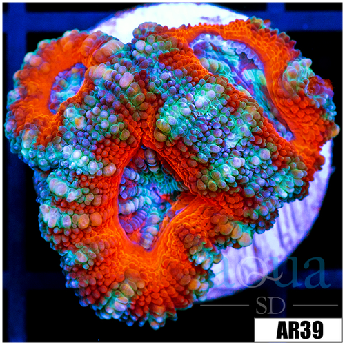 Teal Claw Acan Lord