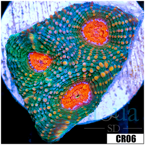 Pumpkin Eye Acan Echinata
