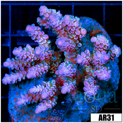 Rainbow Tenuis Colony
