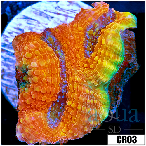 Chedder Cheese Acan Echinata