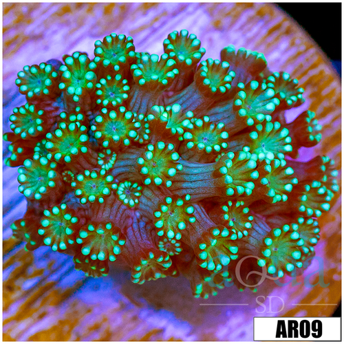 Neon Iced Binding Alveopora