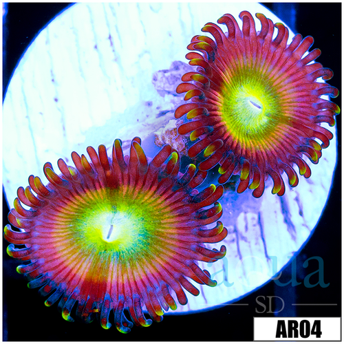 Candy Apple Zoas