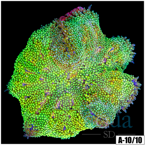 Neon Martinensis Carpet Anemone