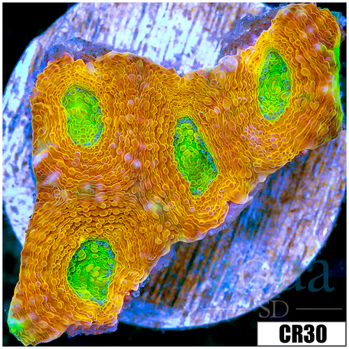 Mummy Eye Echinata