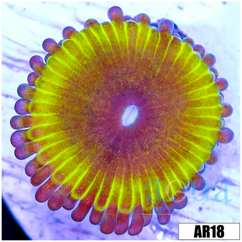 Chiquita Zoas