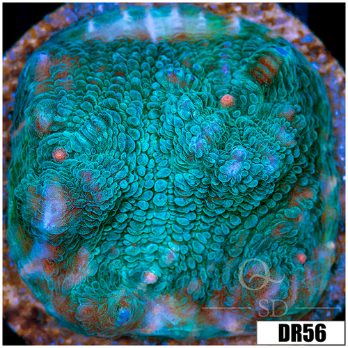 Teal Dragon Chalice